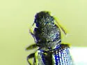 Enicmus mimus - photo 3