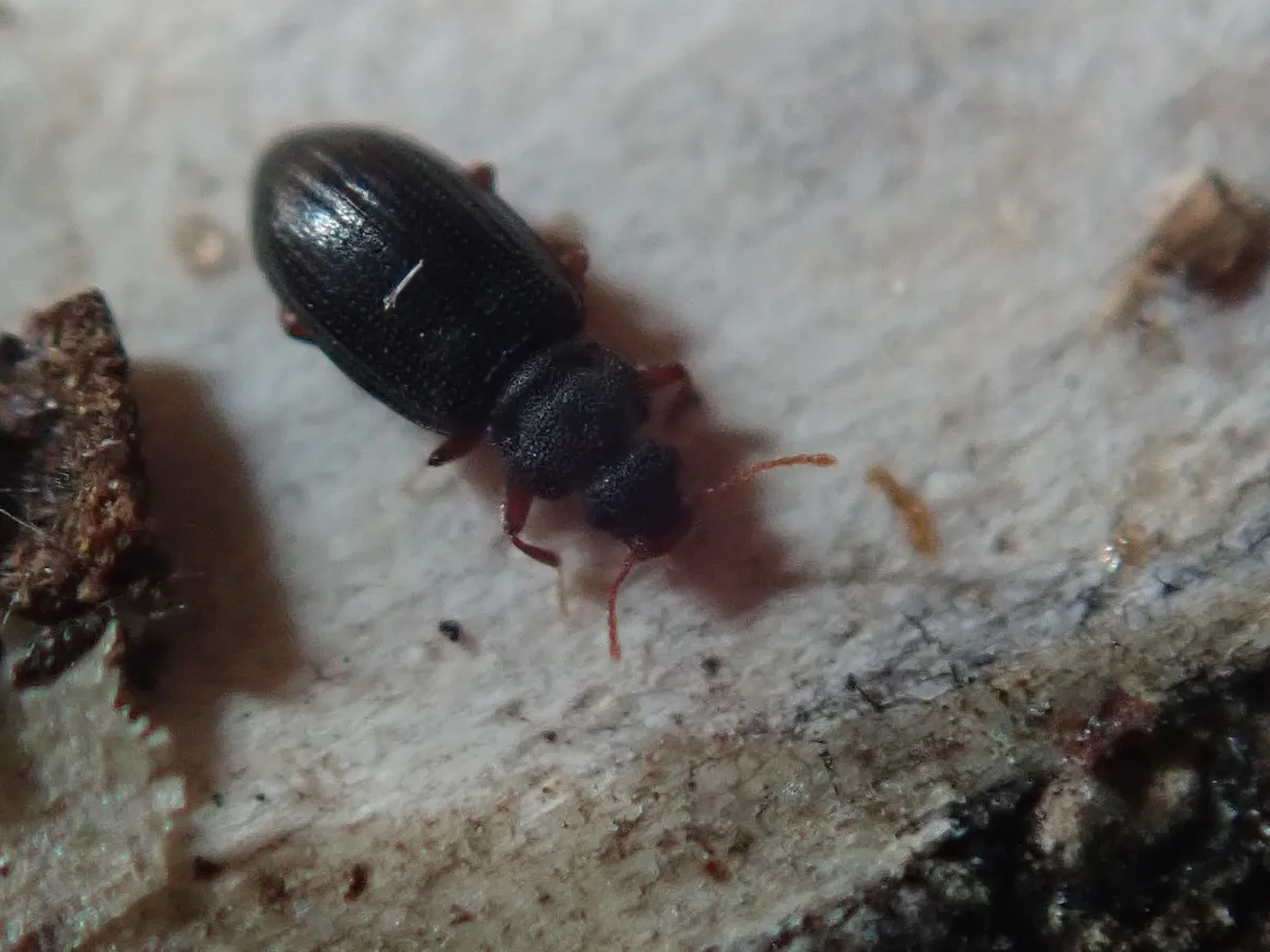 Enicmus rugosus - photo 3