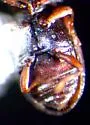 Enicmus tenuicornis