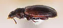Enicmus tenuicornis - photo 2