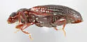 Enicmus tenuicornis - photo 3