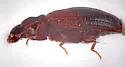 Enicmus tenuicornis - photo 4