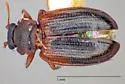 Enicmus tenuicornis - photo 5