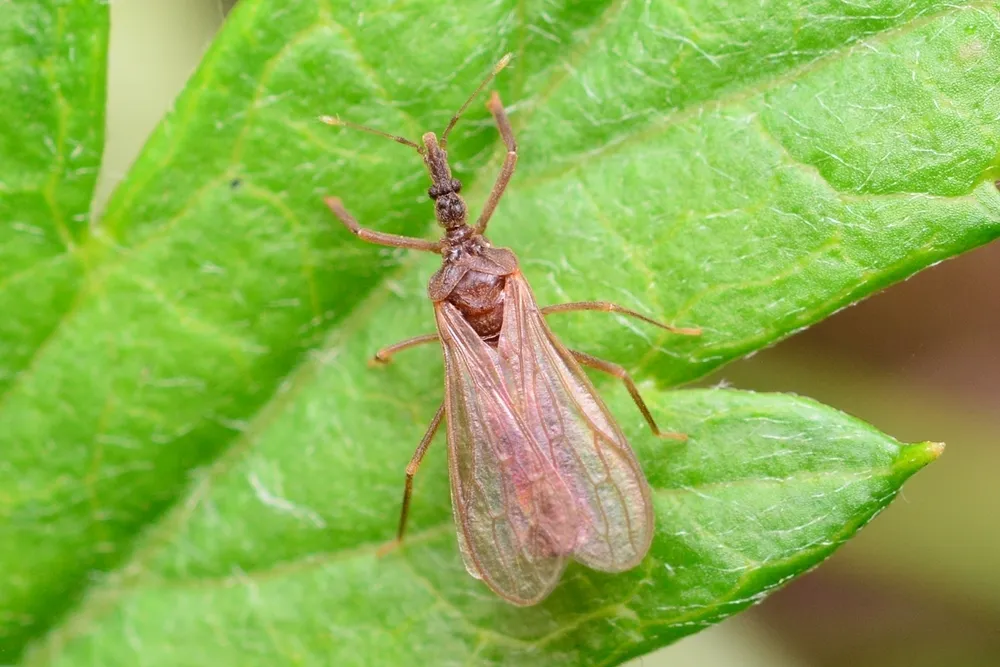 Gnat Bugs - Enicocephalidae