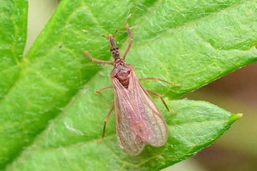 Gnat Bugs - photo 3