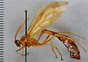 Enicospilus americanus