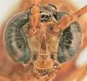Enicospilus americanus - photo 3
