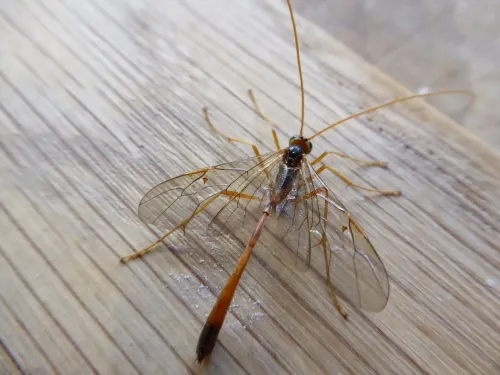 Enicospilus combustus - Enicospilus combustus