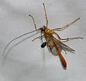 Enicospilus cubensis - photo 2
