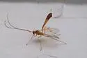 Enicospilus cubensis - photo 3