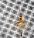 Enicospilus cubensis - photo 5