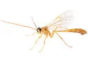 Enicospilus flavostigma