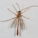 Enicospilus flavostigma - photo 2