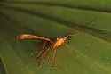 Enicospilus flavostigma - photo 3