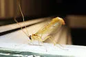 Enicospilus flavostigma - photo 4