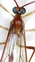 Enicospilus glabratus