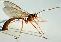 Enicospilus glabratus - photo 2