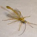Enicospilus guatemalensis