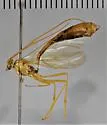 Enicospilus guatemalensis - photo 2