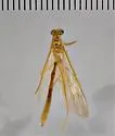 Enicospilus guatemalensis - photo 3