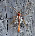 Enicospilus guatemalensis - photo 5