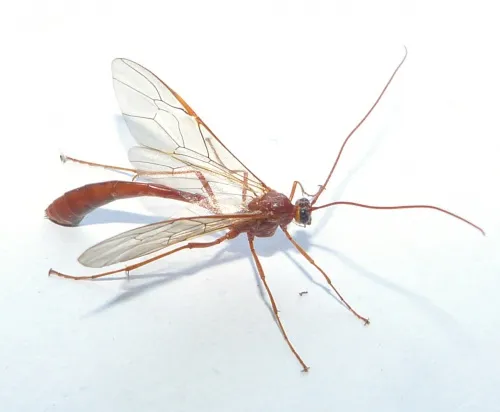 Enicospilus inflexus