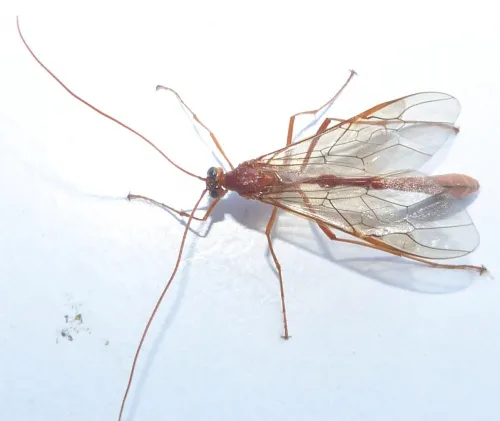 Enicospilus inflexus - photo 2