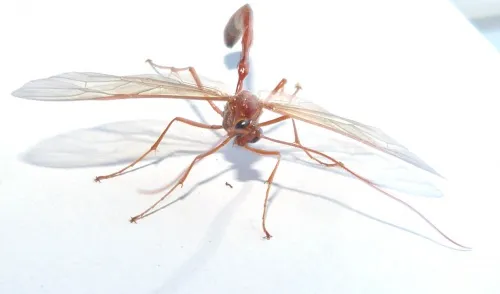 Enicospilus inflexus - photo 3
