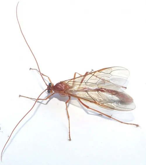 Enicospilus inflexus - photo 4