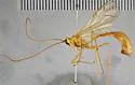 Enicospilus peigleri