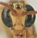 Enicospilus peigleri - photo 4