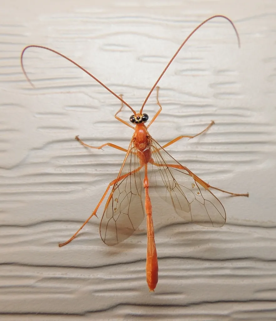 Enicospilus purgatus