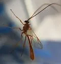 Enicospilus texanus - Enicospilus texanus
