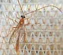 Enicospilus texanus - photo 2