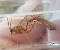 Enicospilus texanus - photo 3