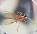 Enicospilus texanus - photo 4