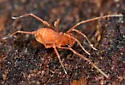 Enigmina warrenorum