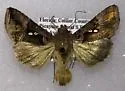 Antillean Looper Moth - Hodges#8886.1