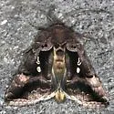 Antillean Looper Moth - Hodges#8886.1 - photo 2