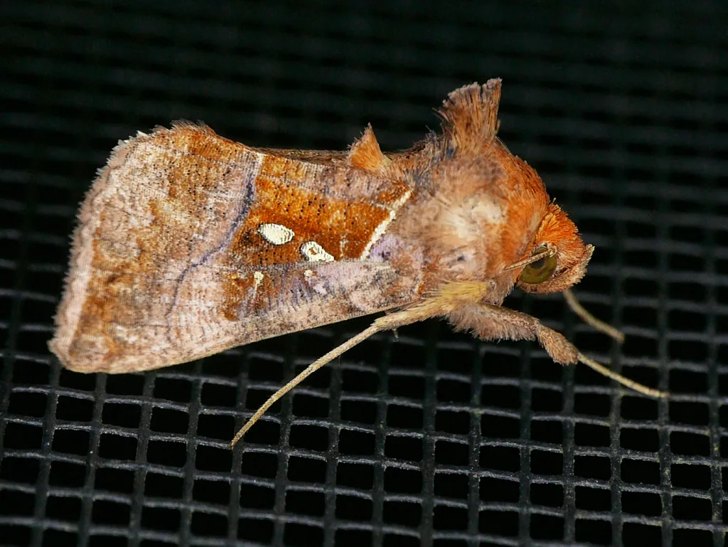 Pink-washed Looper Moth - Hodges#8886 - photo 2