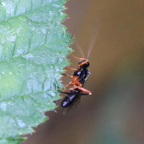 Enizemum ornatum - photo 2