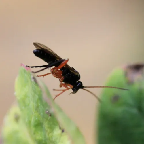 Enizemum ornatum - photo 3