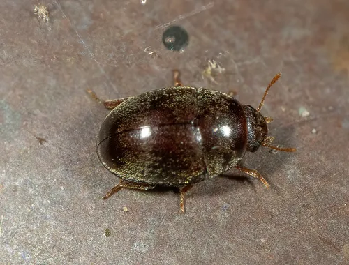 Enneboeus caseyi