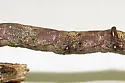 Elm Spanworm - Hodges#6798