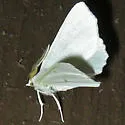 Elm Spanworm - Hodges#6798 - photo 2