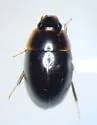 Enochrus blatchleyi