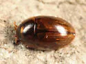 Enochrus blatchleyi - photo 2