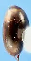 Enochrus blatchleyi - photo 3
