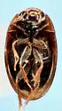 Enochrus blatchleyi - photo 4