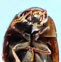 Enochrus blatchleyi - photo 5